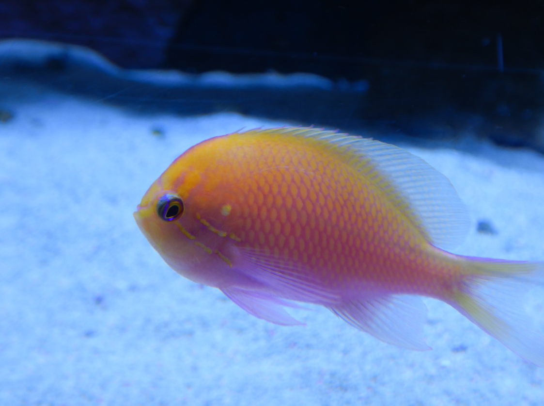 Hawkfish Anthias