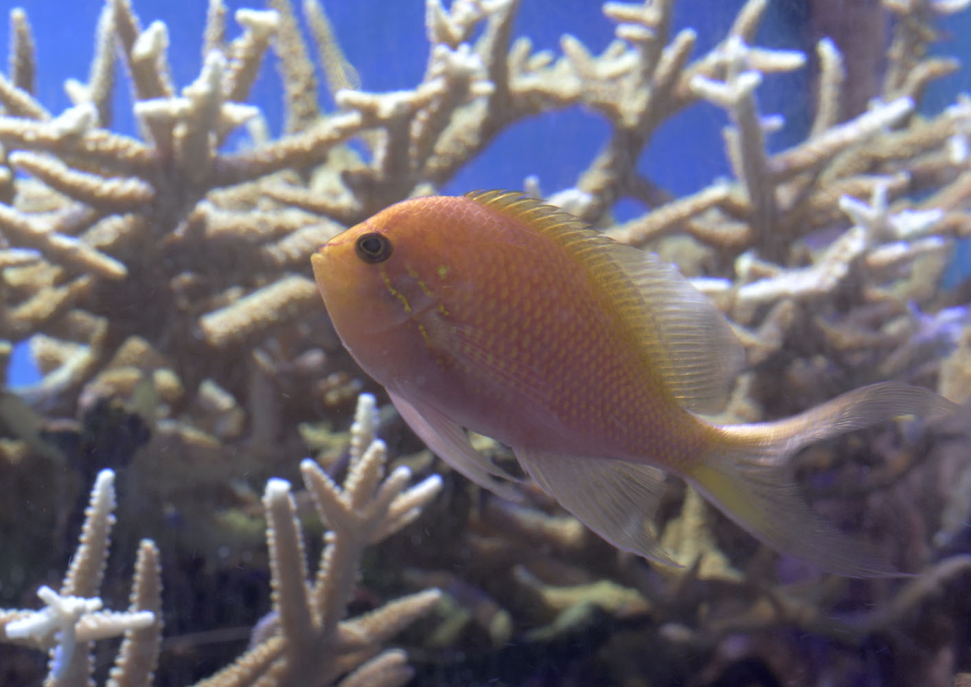 Hawkfish Anthias