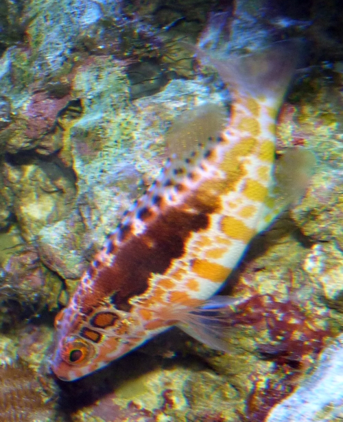 Hawkfish for ID