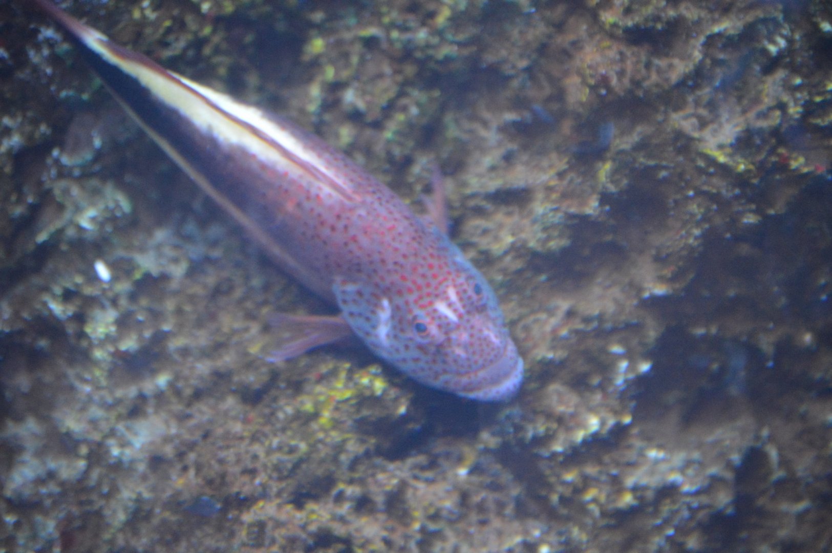 Hawkfish ID