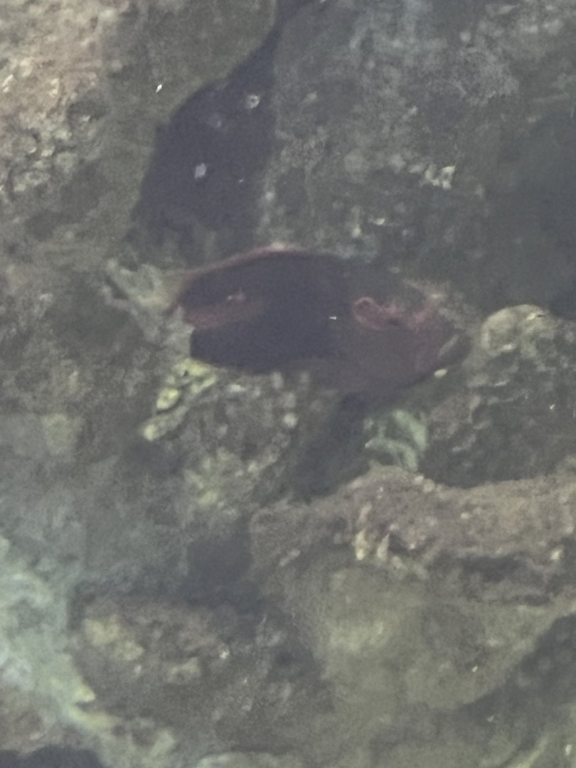 Hawkfish ID