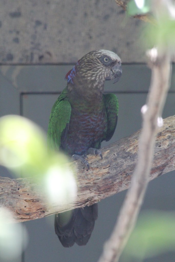 Hawkheaded Parrot