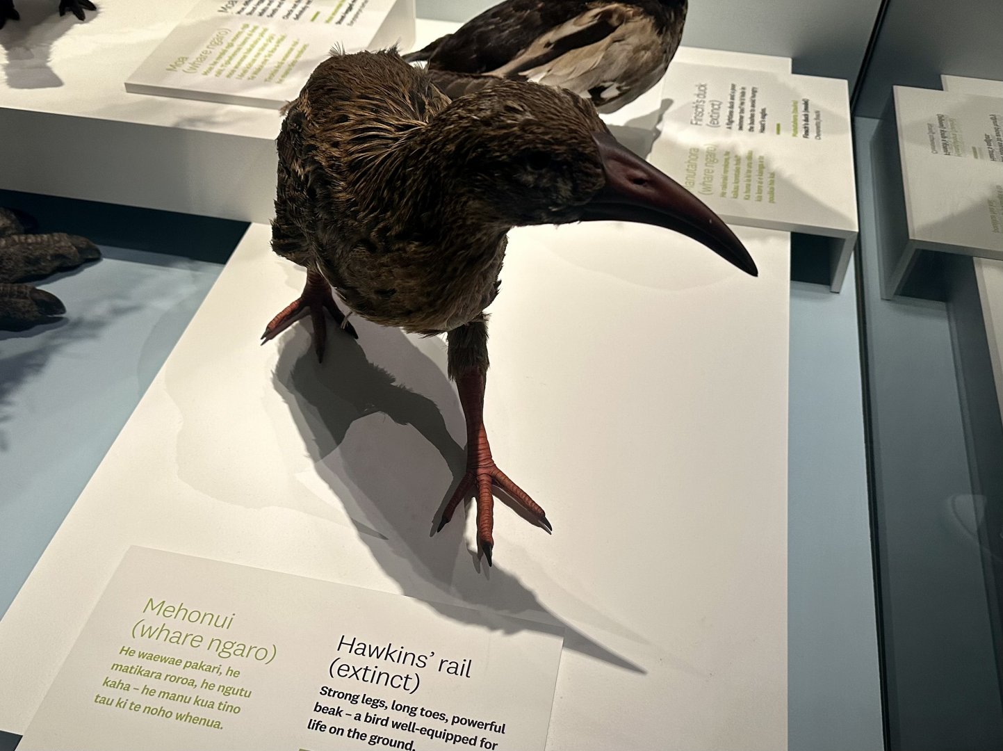 Hawkins’ Rail (Adult) - Model