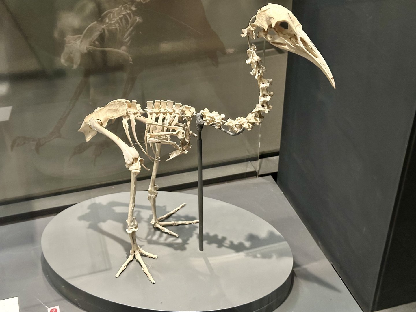 Hawkins’ rail (Skeleton)