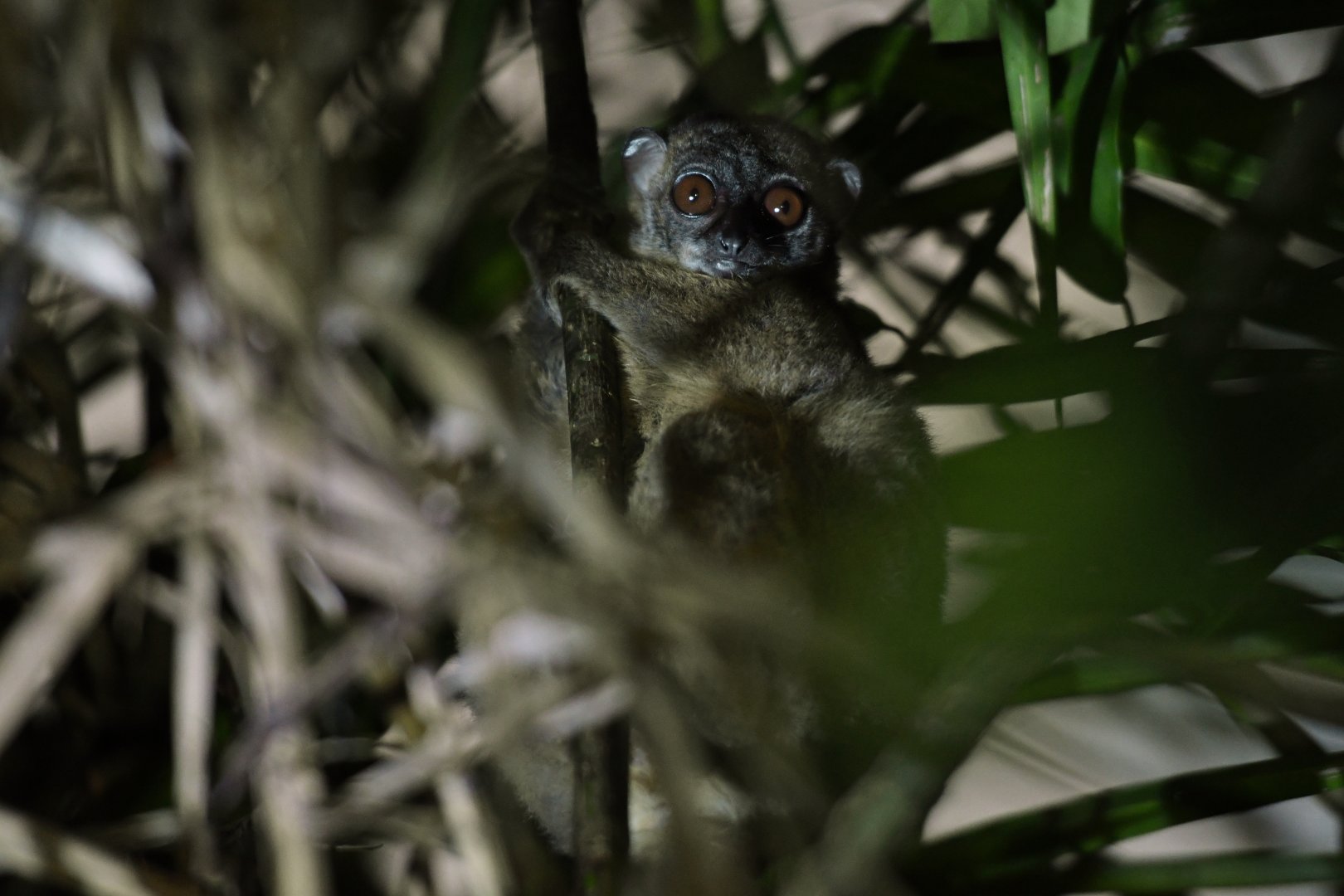 Hawks' sportive lemur (Lepilemur tymerlachsoni)