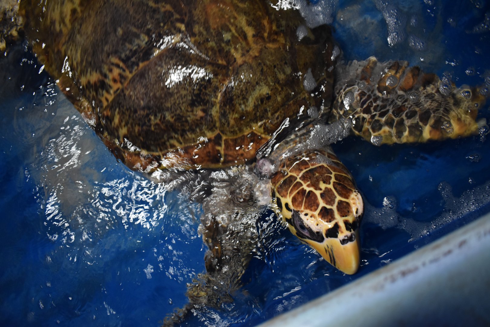 Hawksbill and Loggerhead Hybrid BTS ~ October 28th 2022