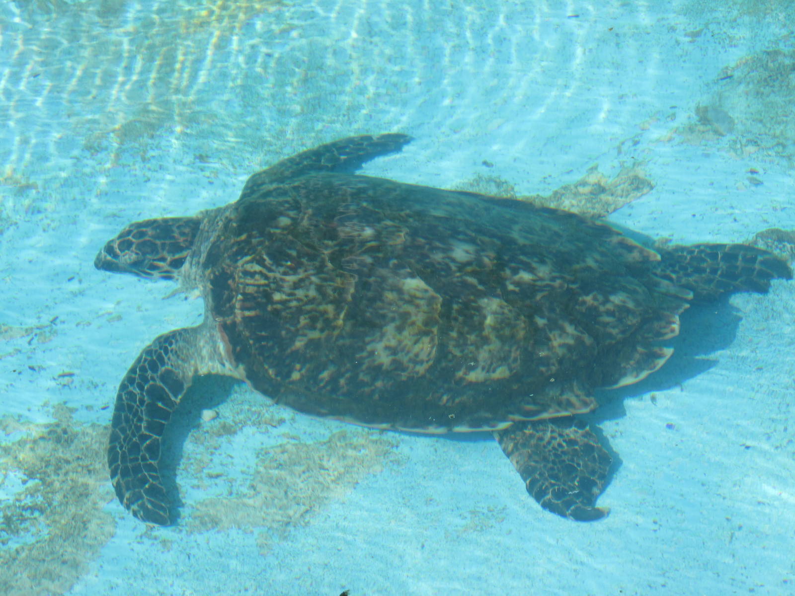 hawksbill sea turtle acuario nacional