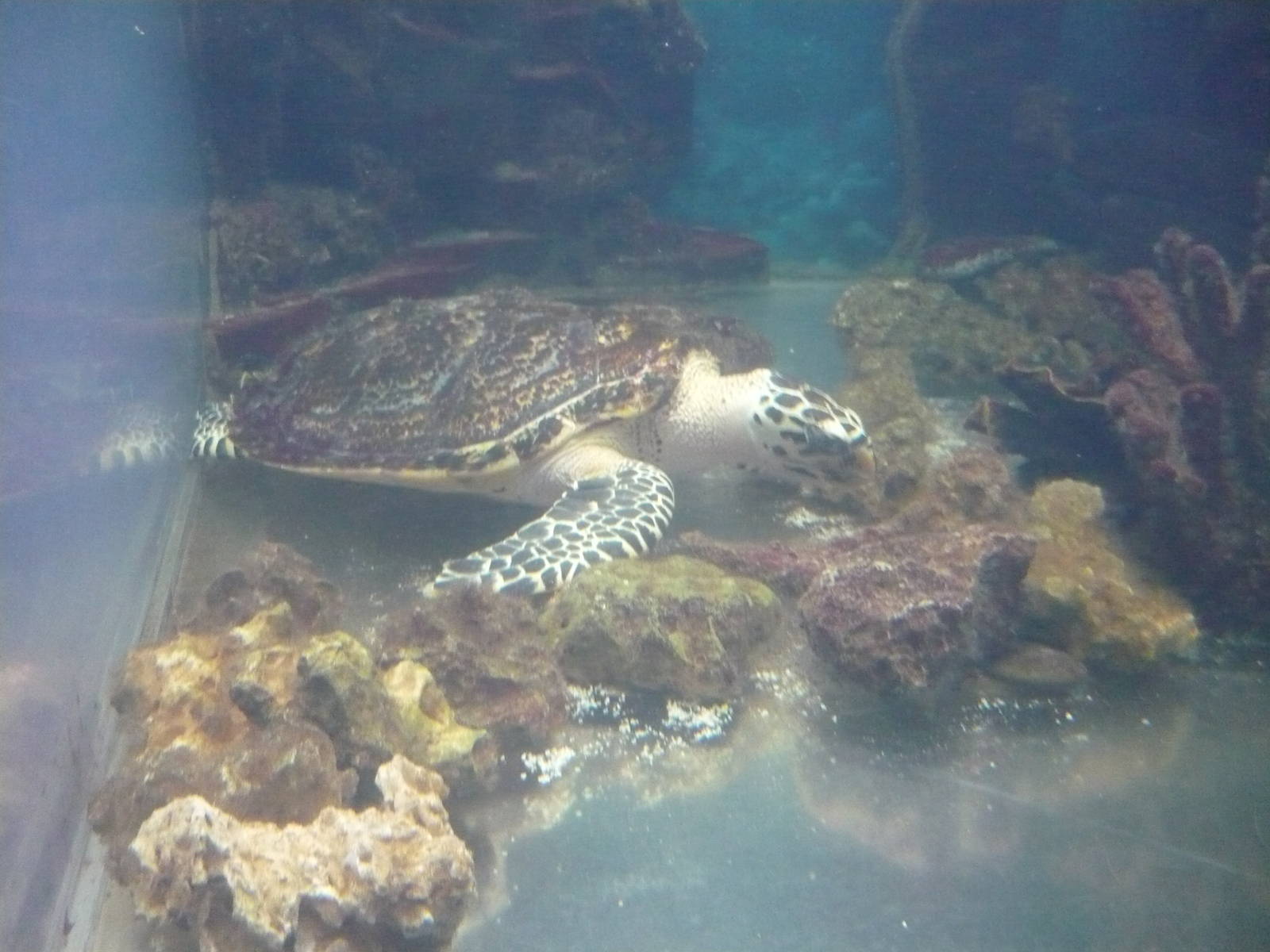 Hawksbill sea turtle (Eretmochelys imbricata)