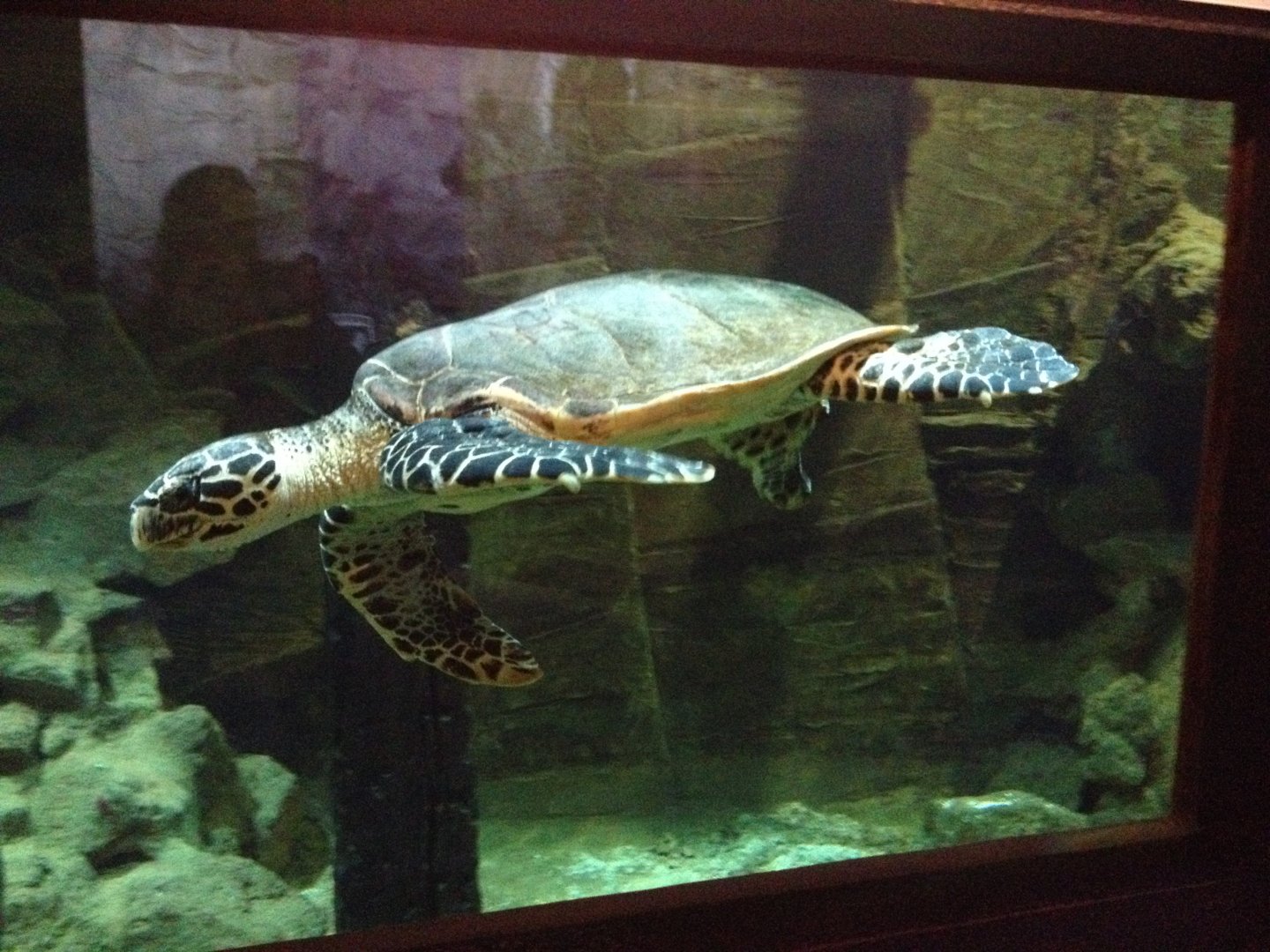 Hawksbill Sea Turtle (Eretmochelys imbricata)
