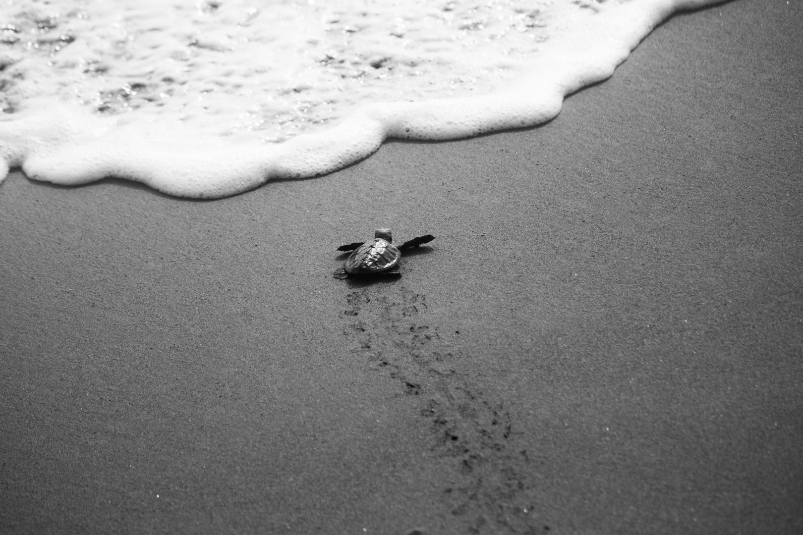 Hawksbill sea turtle, Eretmochelys imbricata