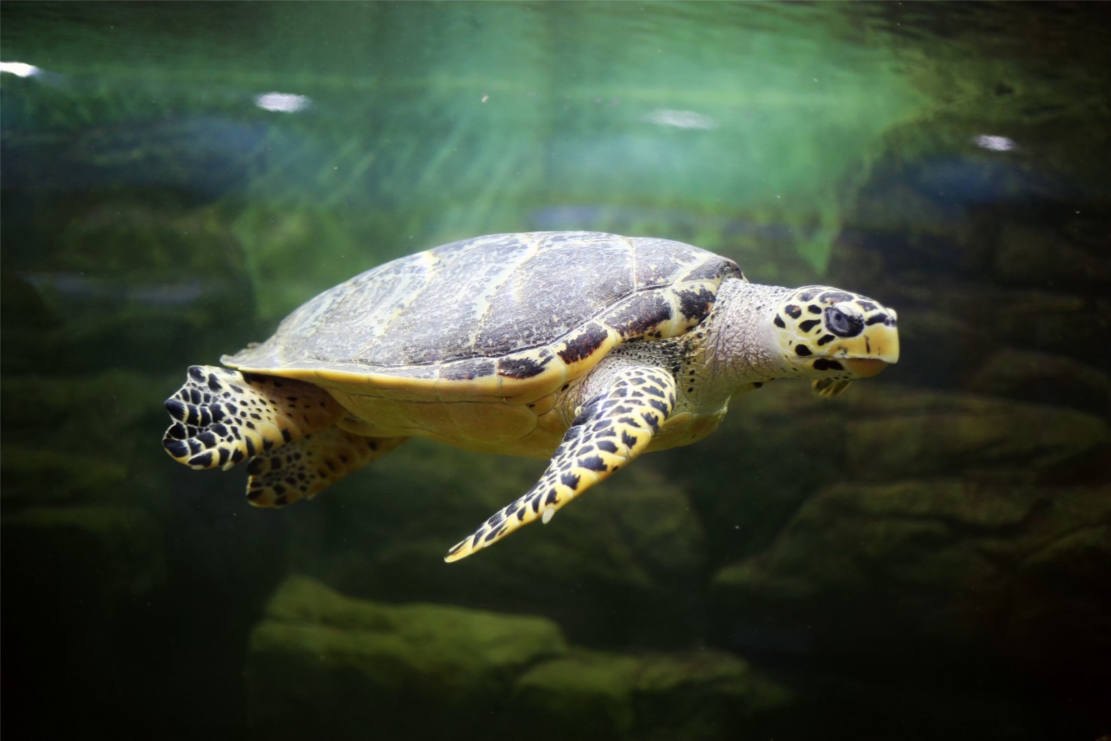 Hawksbill Sea Turtle (Eretmochelys imbricata)