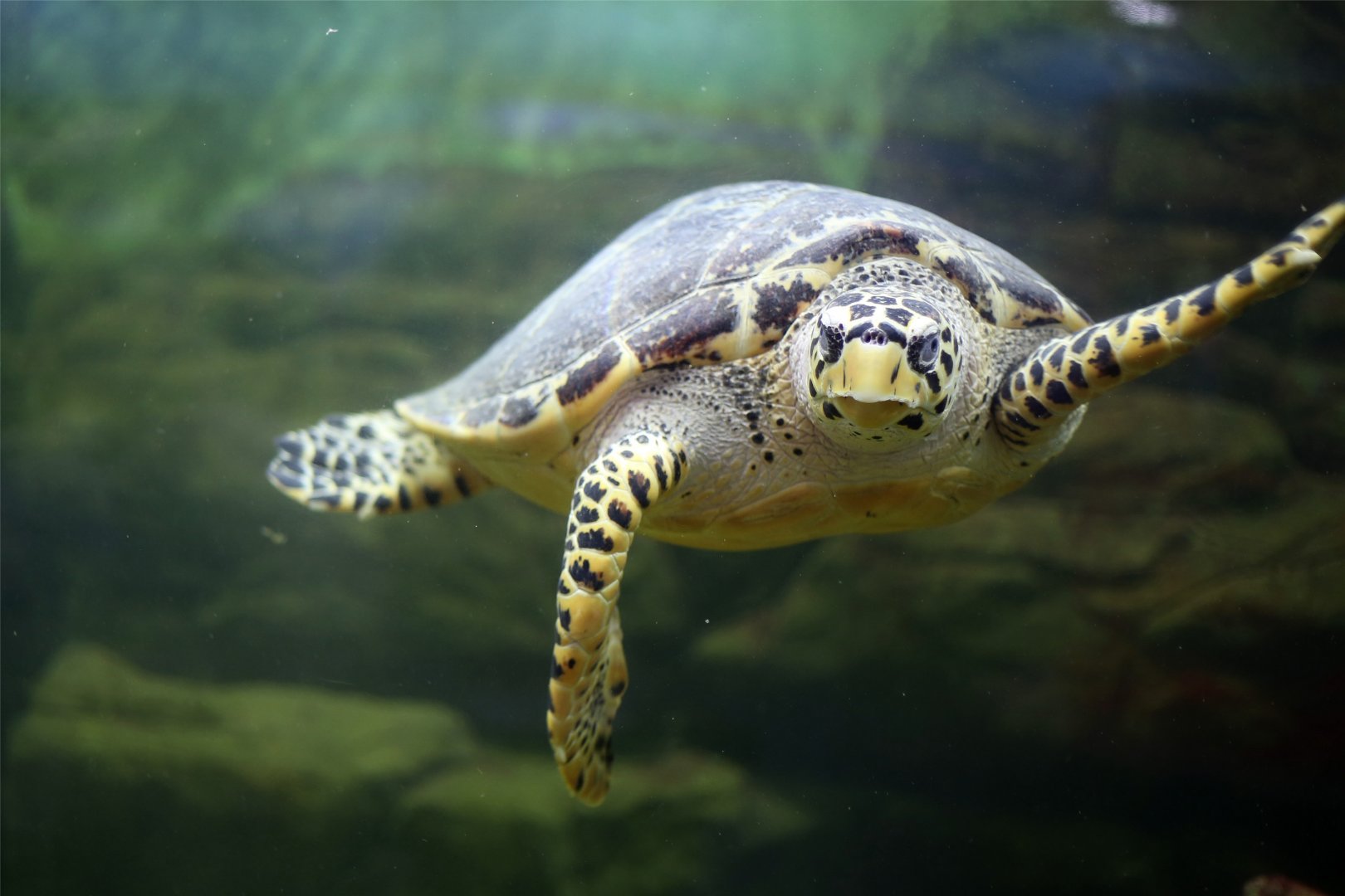 Hawksbill Sea Turtle (Eretmochelys imbricata)