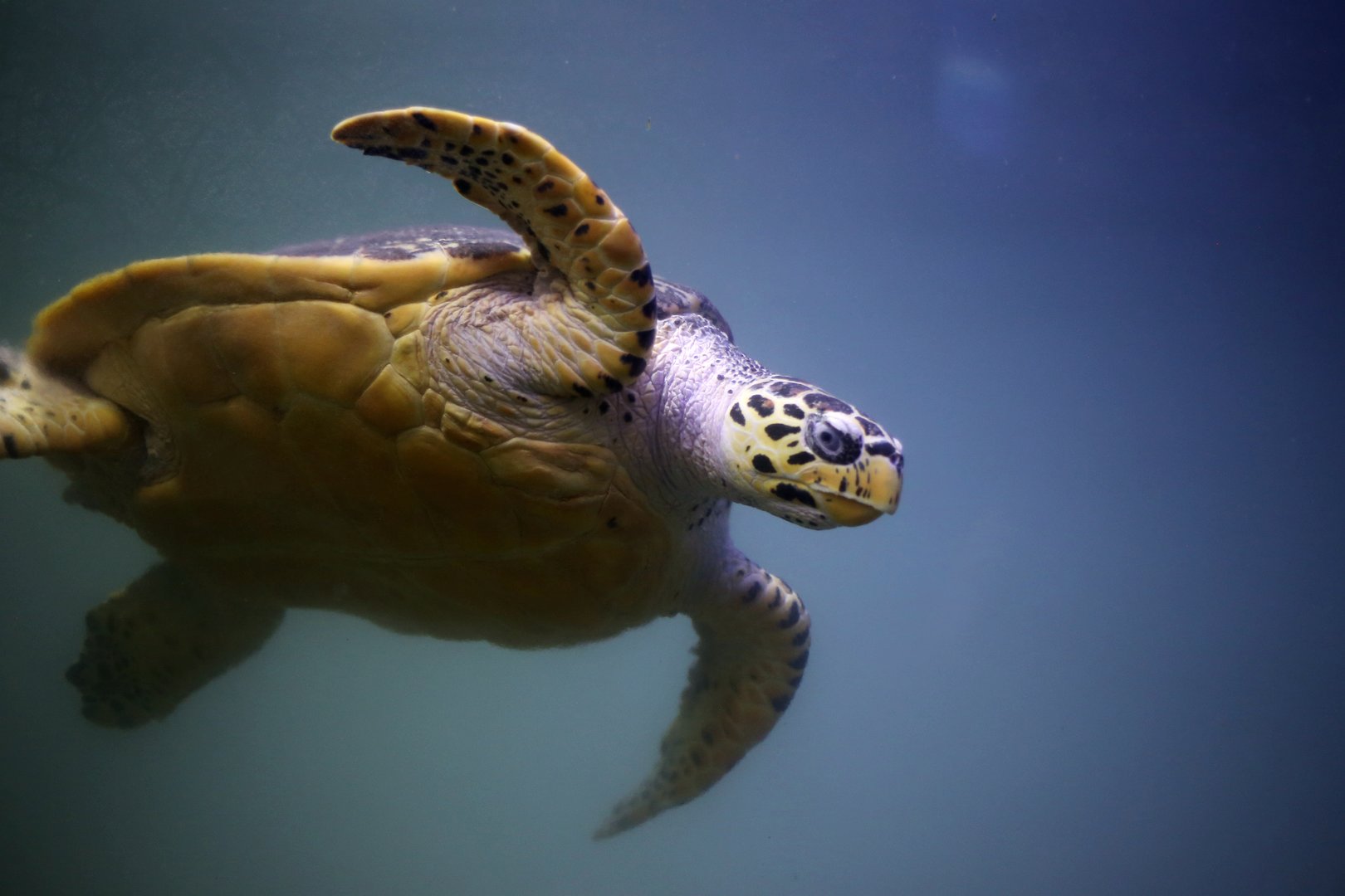 Hawksbill Sea Turtle (Eretmochelys imbricata)