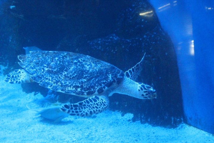 Hawksbill sea turtle (Eretmochelys imbricata)