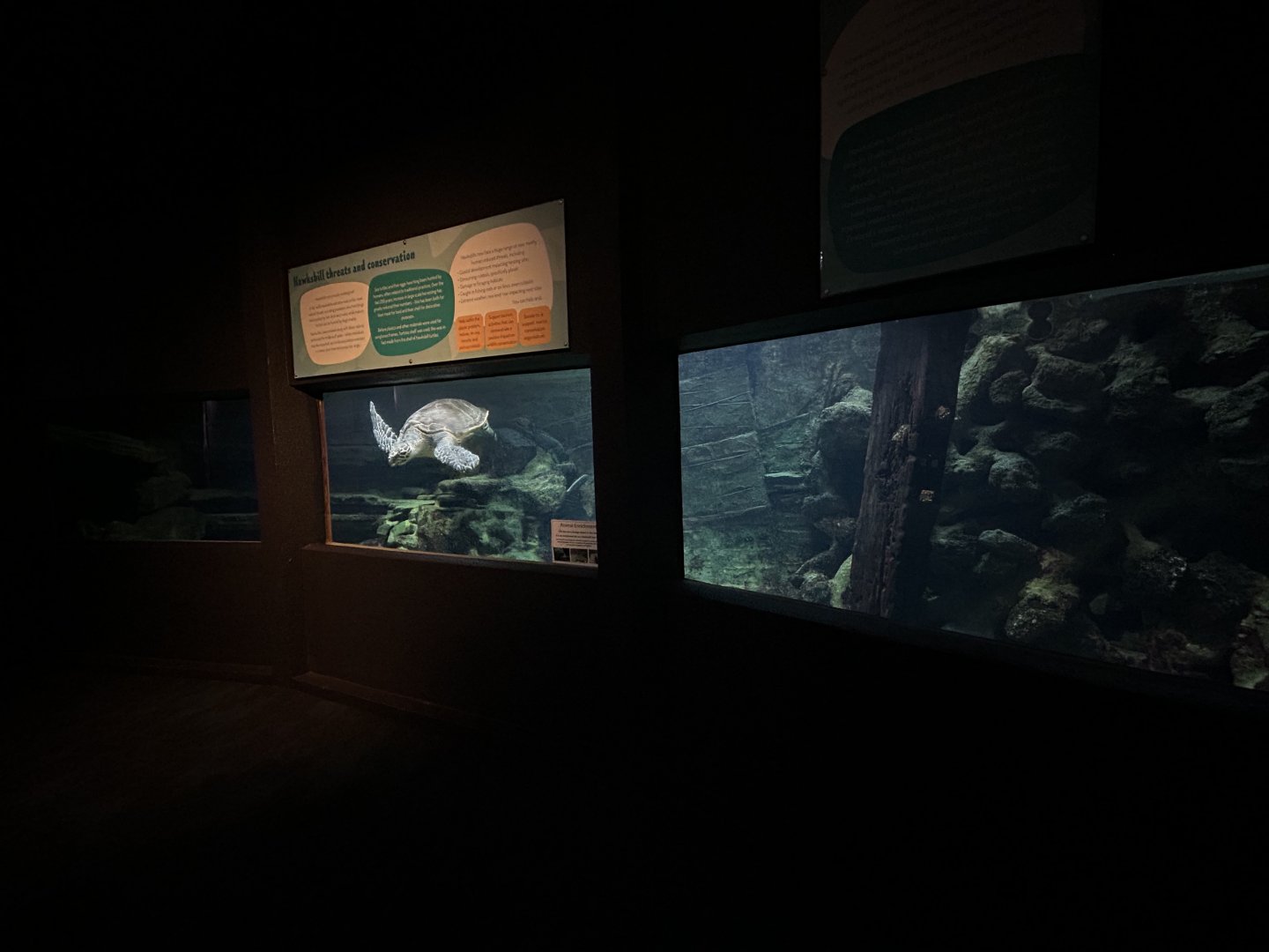 Hawksbill Sea Turtle Exhibit