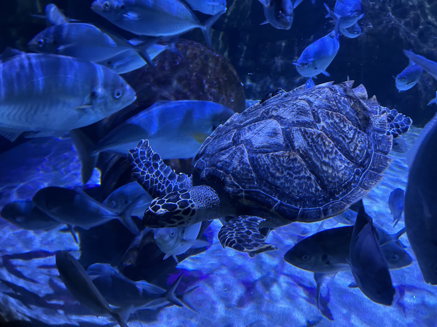 Hawksbill Sea Turtle (& Others)