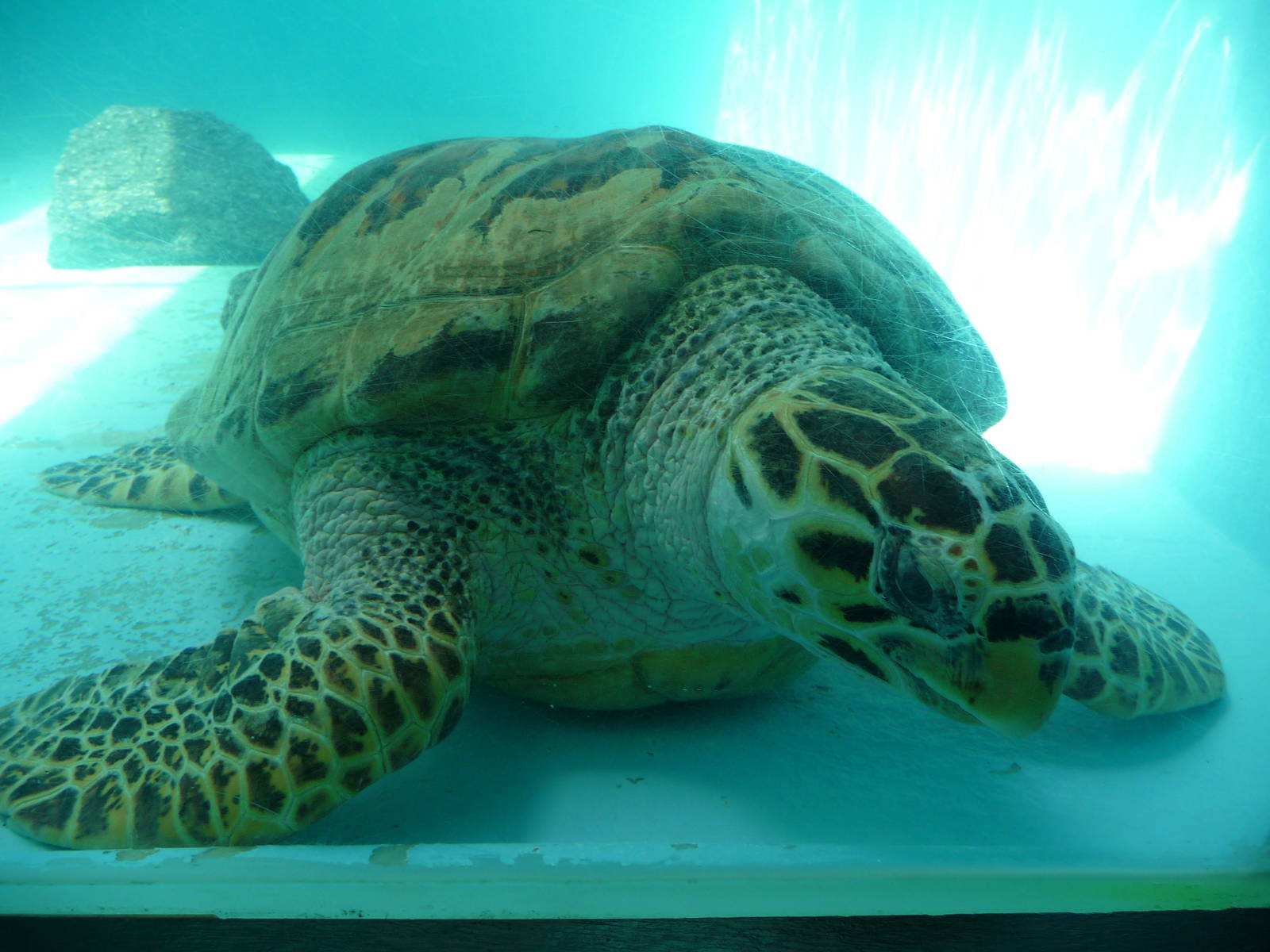 hawksbill sea turtle riozoo