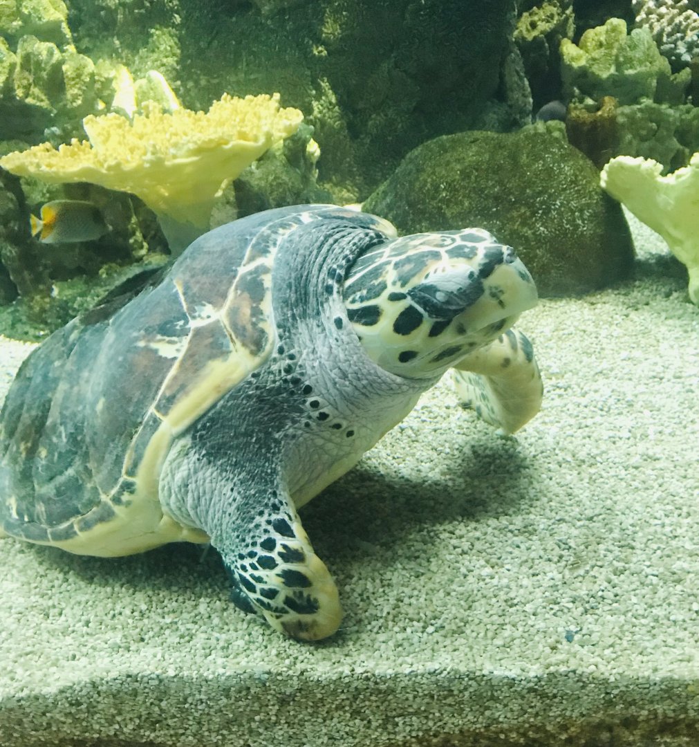 Hawksbill sea turtle sleeping