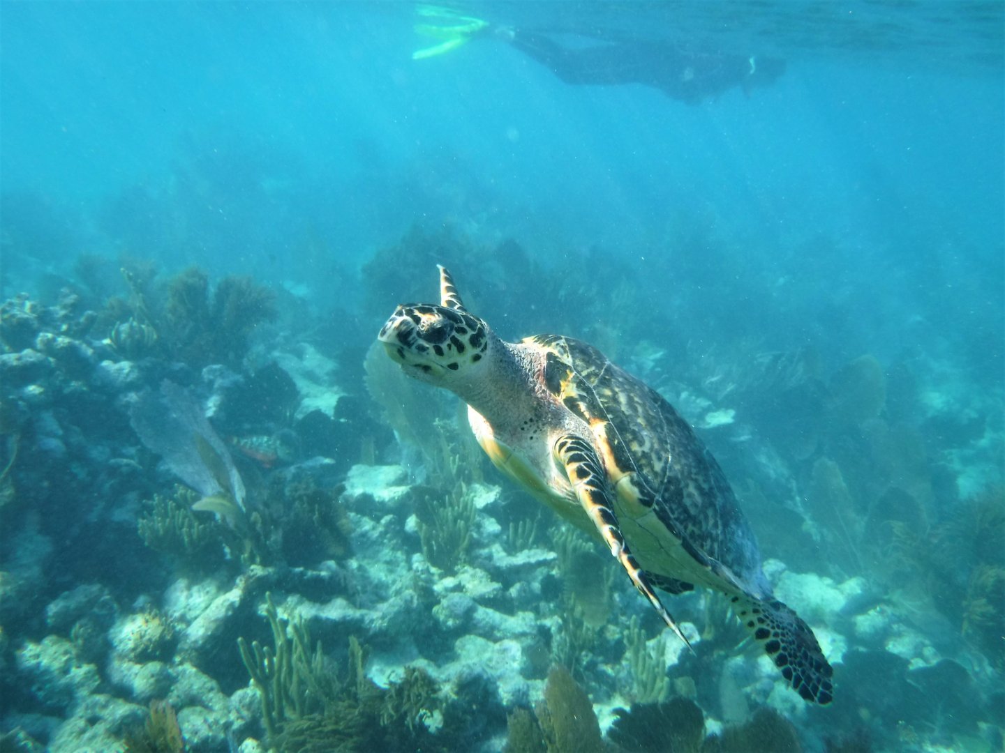 Hawksbill Sea Turtle swimming along reef, snorkeler in background