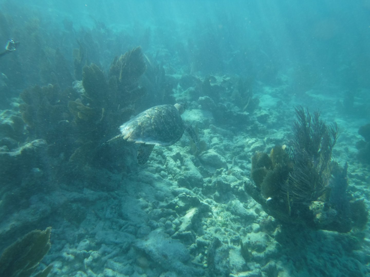 Hawksbill Sea Turtle swimming along reef
