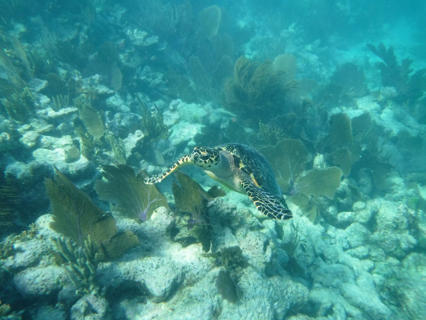Hawksbill Sea Turtle swimming along reef