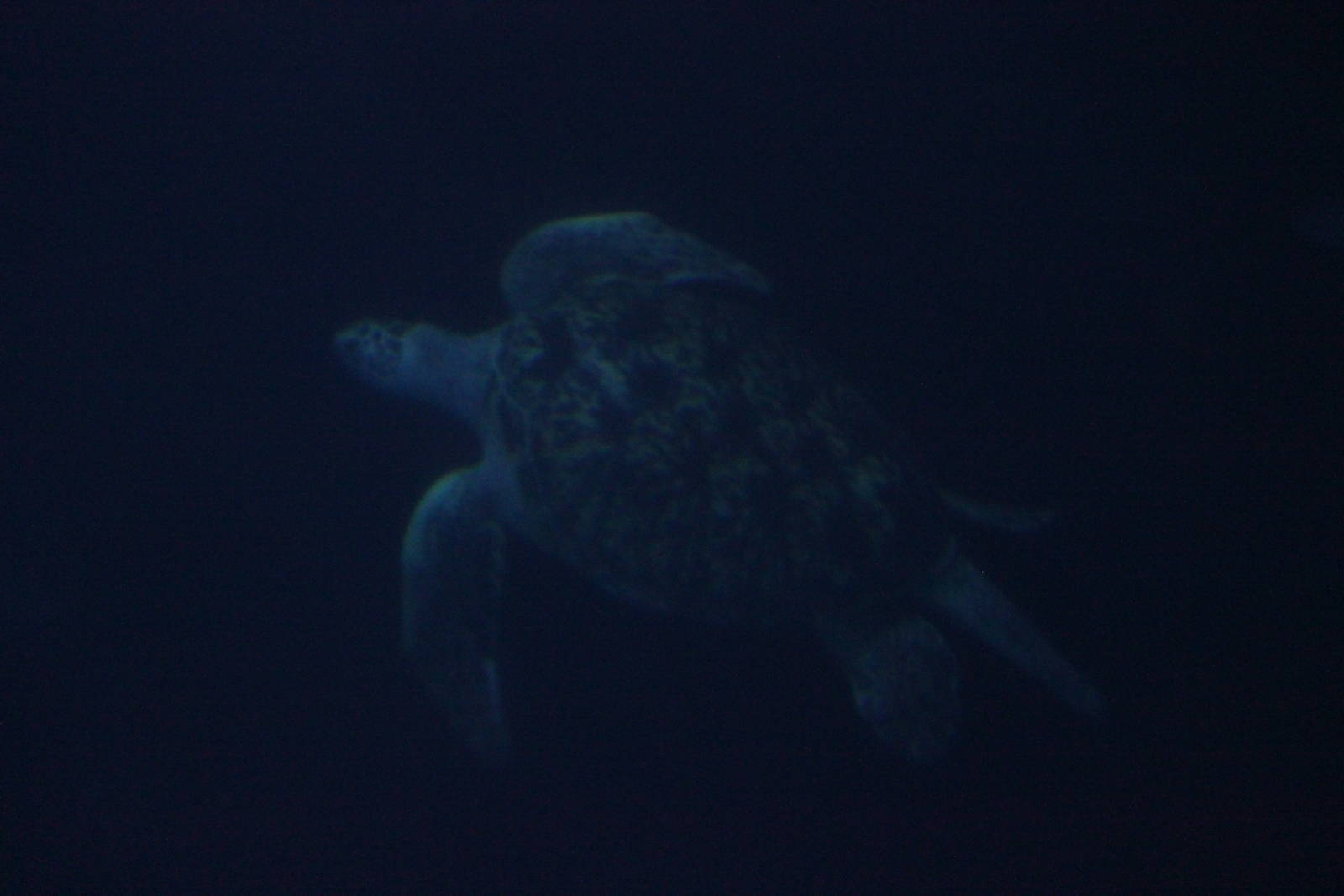 Hawksbill sea turtle