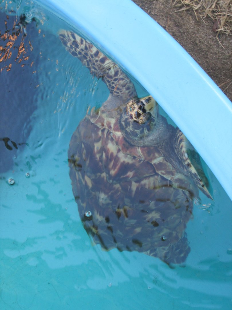 hawksbill sea turtle