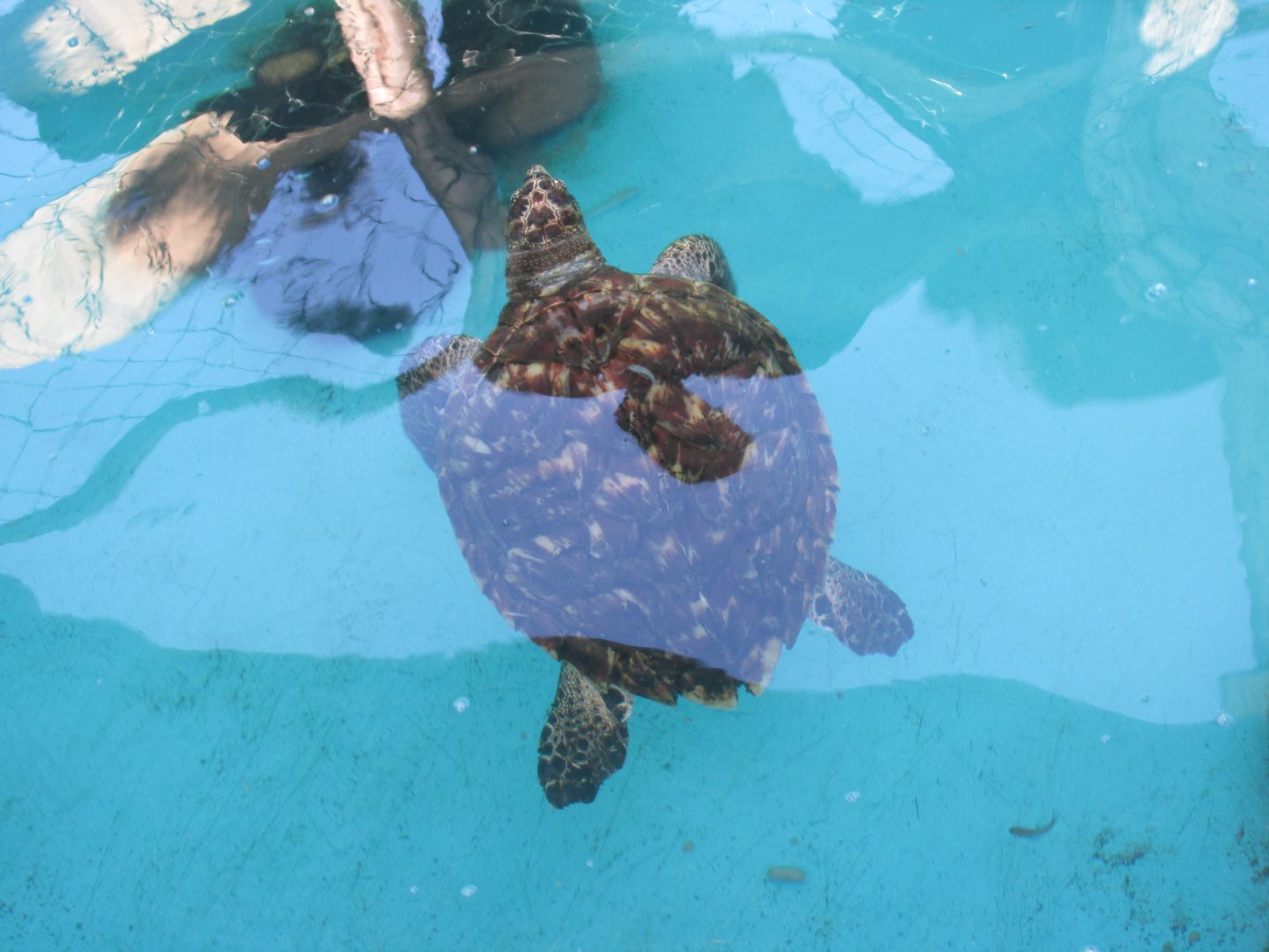 hawksbill sea turtle