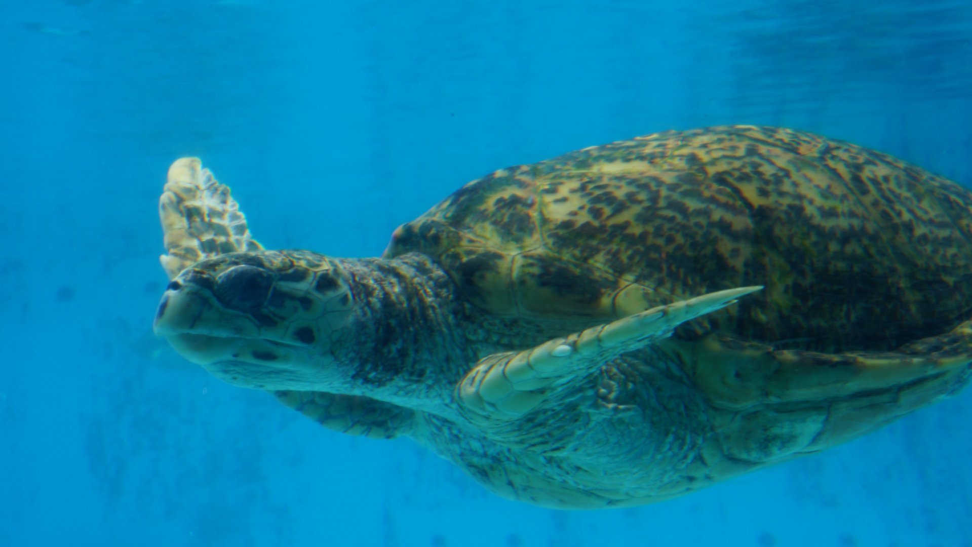 Hawksbill Sea Turtle