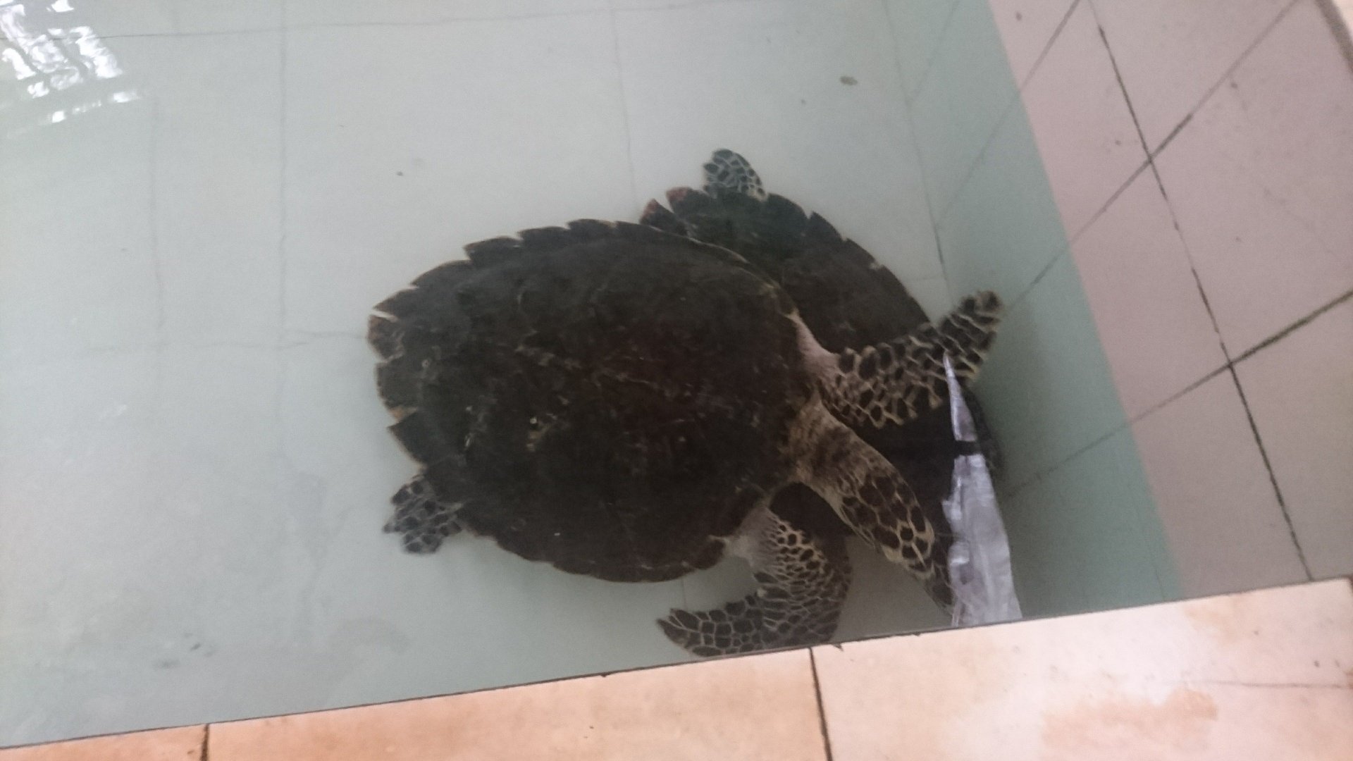 Hawksbill Sea Turtle