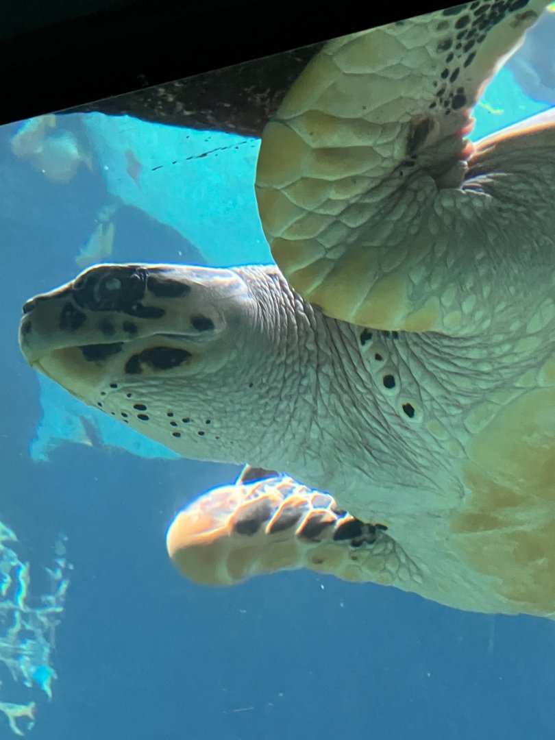 Hawksbill Sea Turtle