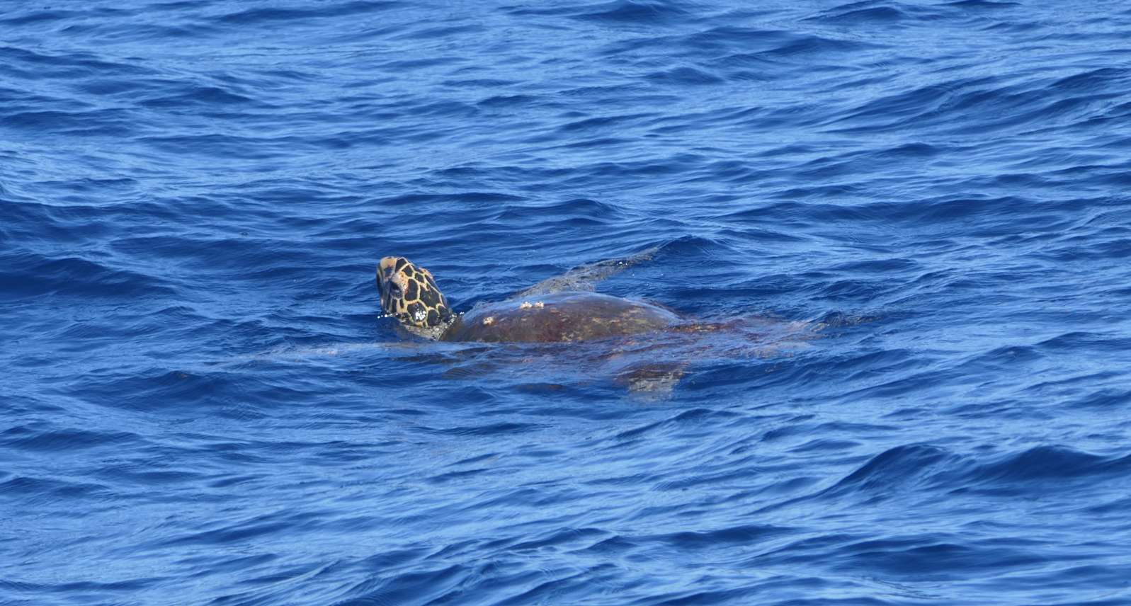 Hawksbill Sea Turtle