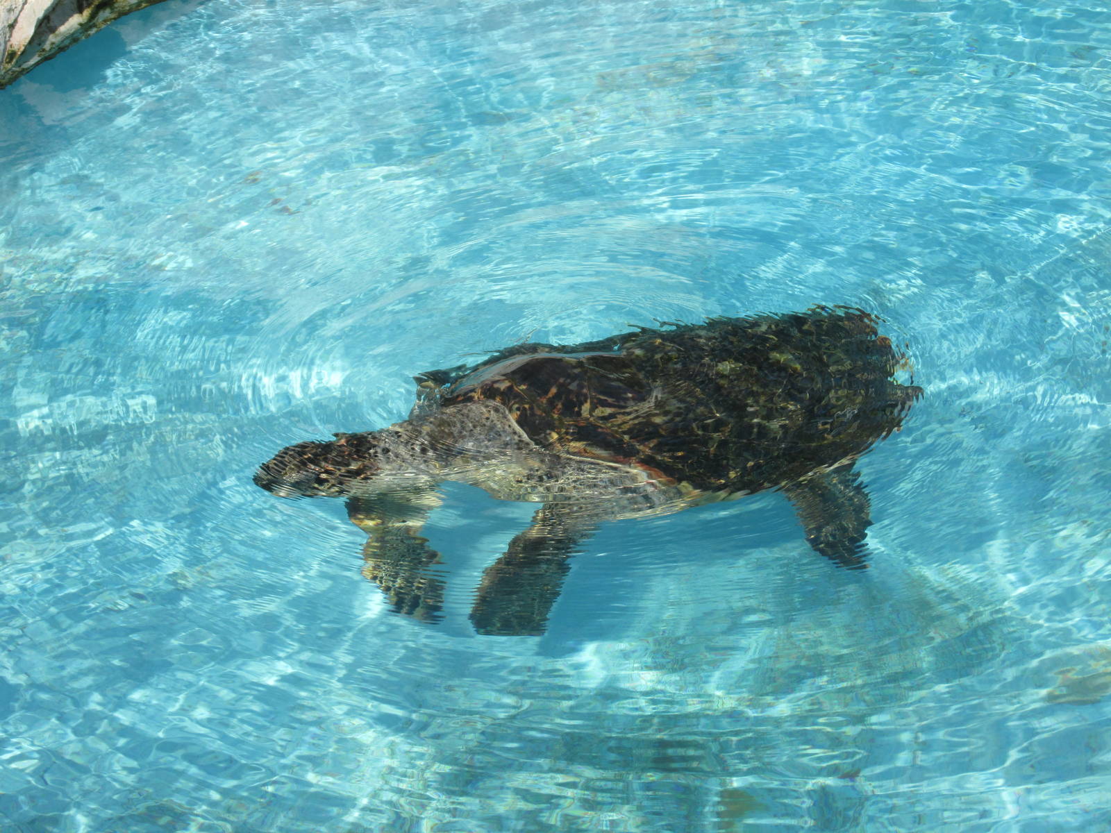 hawksbill turtle acuario nacional