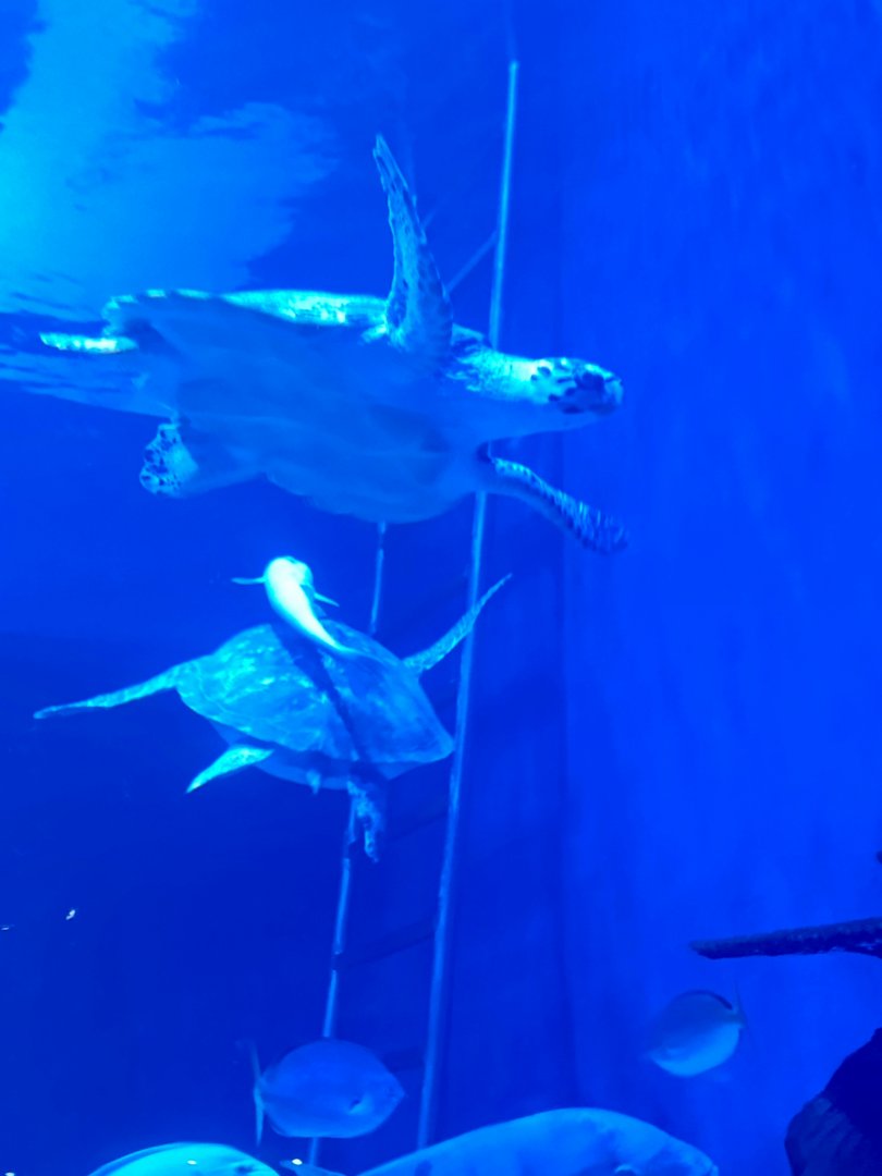 Hawksbill Turtle (Eretmochelys imbricata) and Green Sea Turtle (Chelonia mydas)