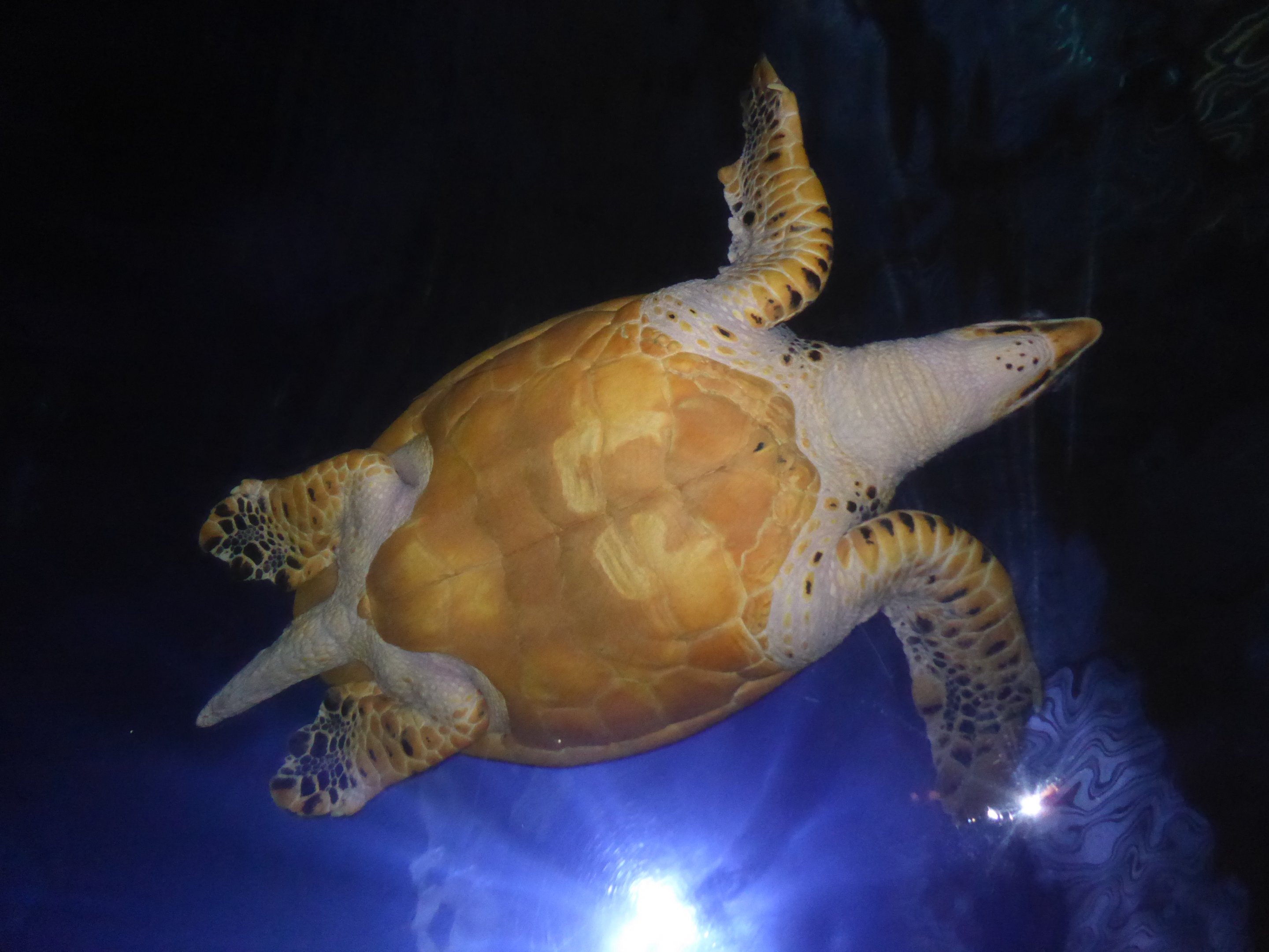 Hawksbill turtle (Eretmochelys imbricata) at Diergaarde Blijdorp - 9th February 2018