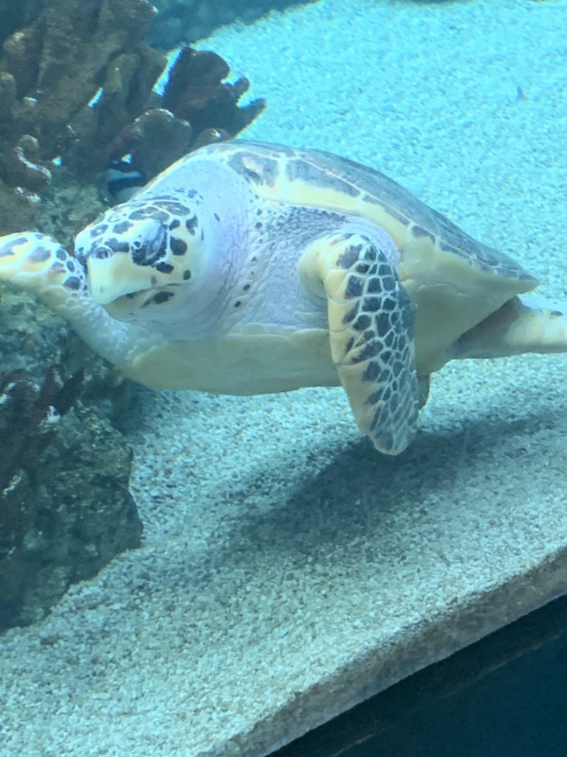 Hawksbill Turtle from Tropical Reef