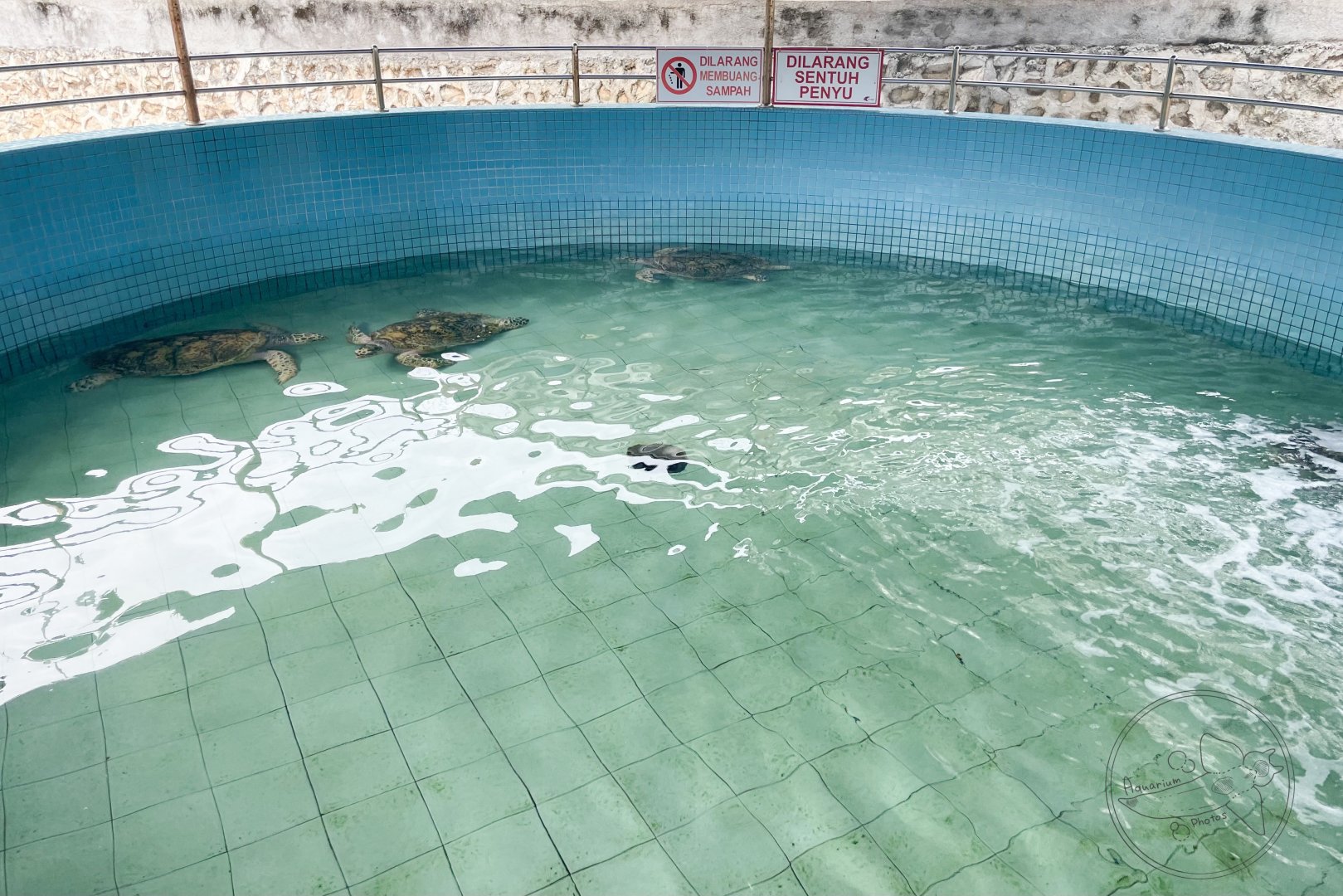 Hawksbill Turtle Rescue Pool