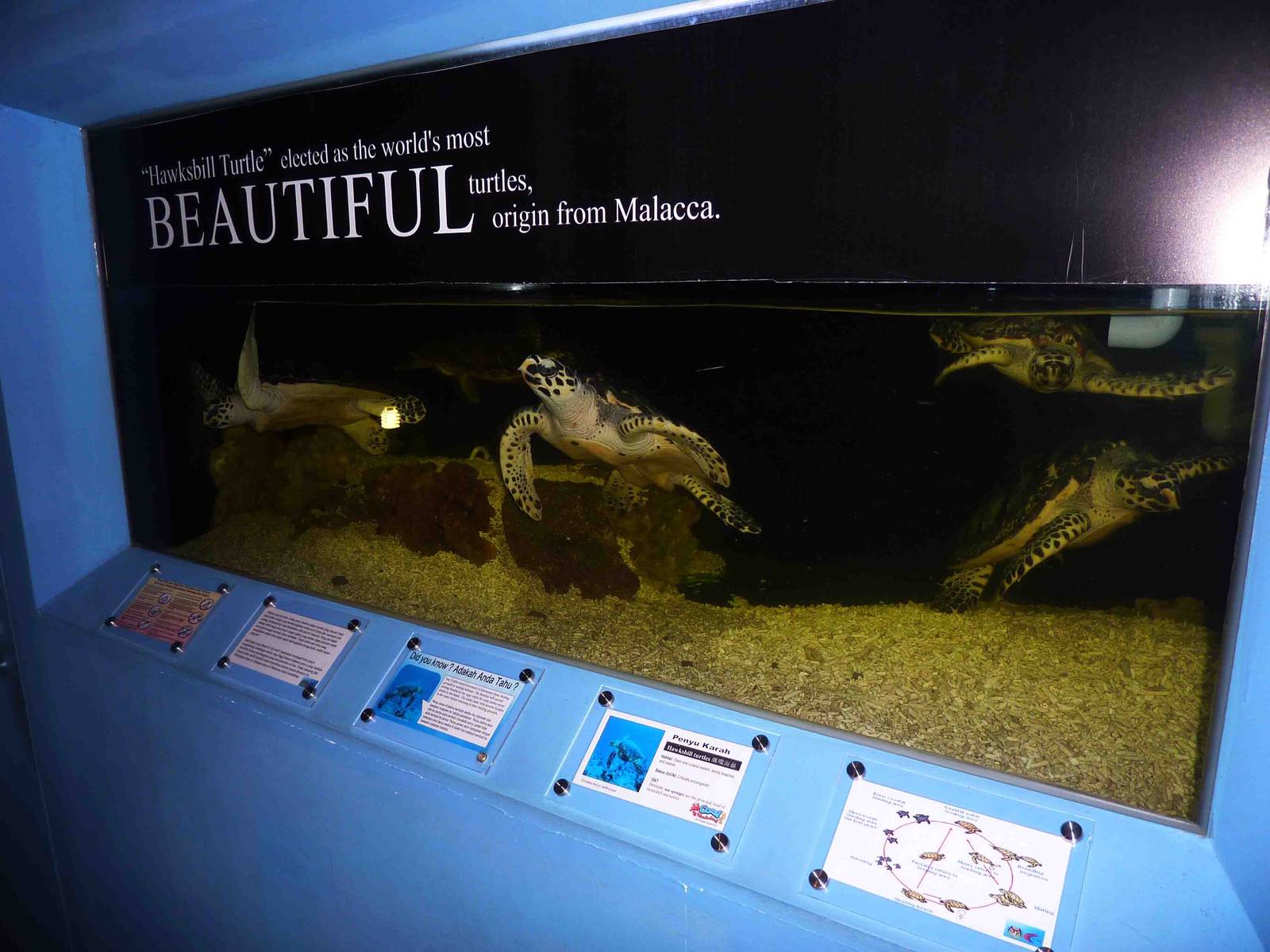 Hawksbill turtle tank, May 2013.