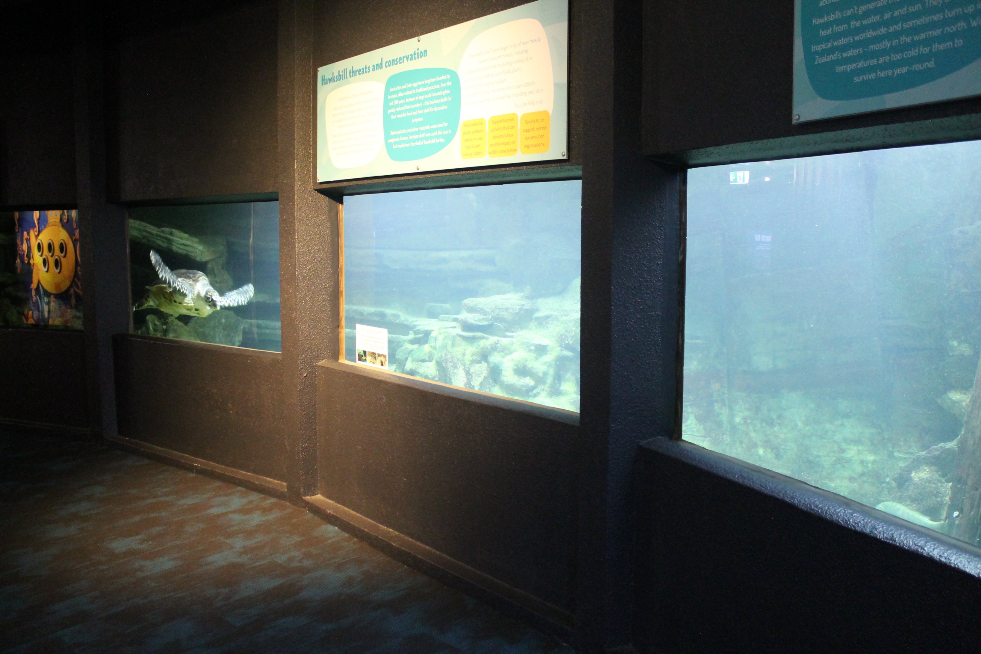 Hawksbill Turtle tank