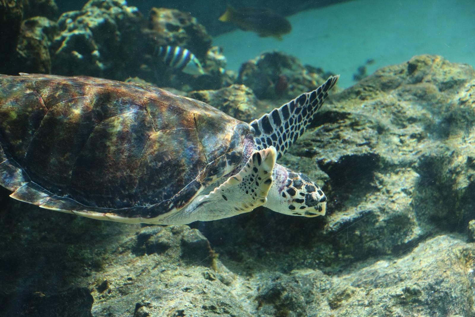 Hawksbill turtle - Tokyo Sea Life Park, February 2016