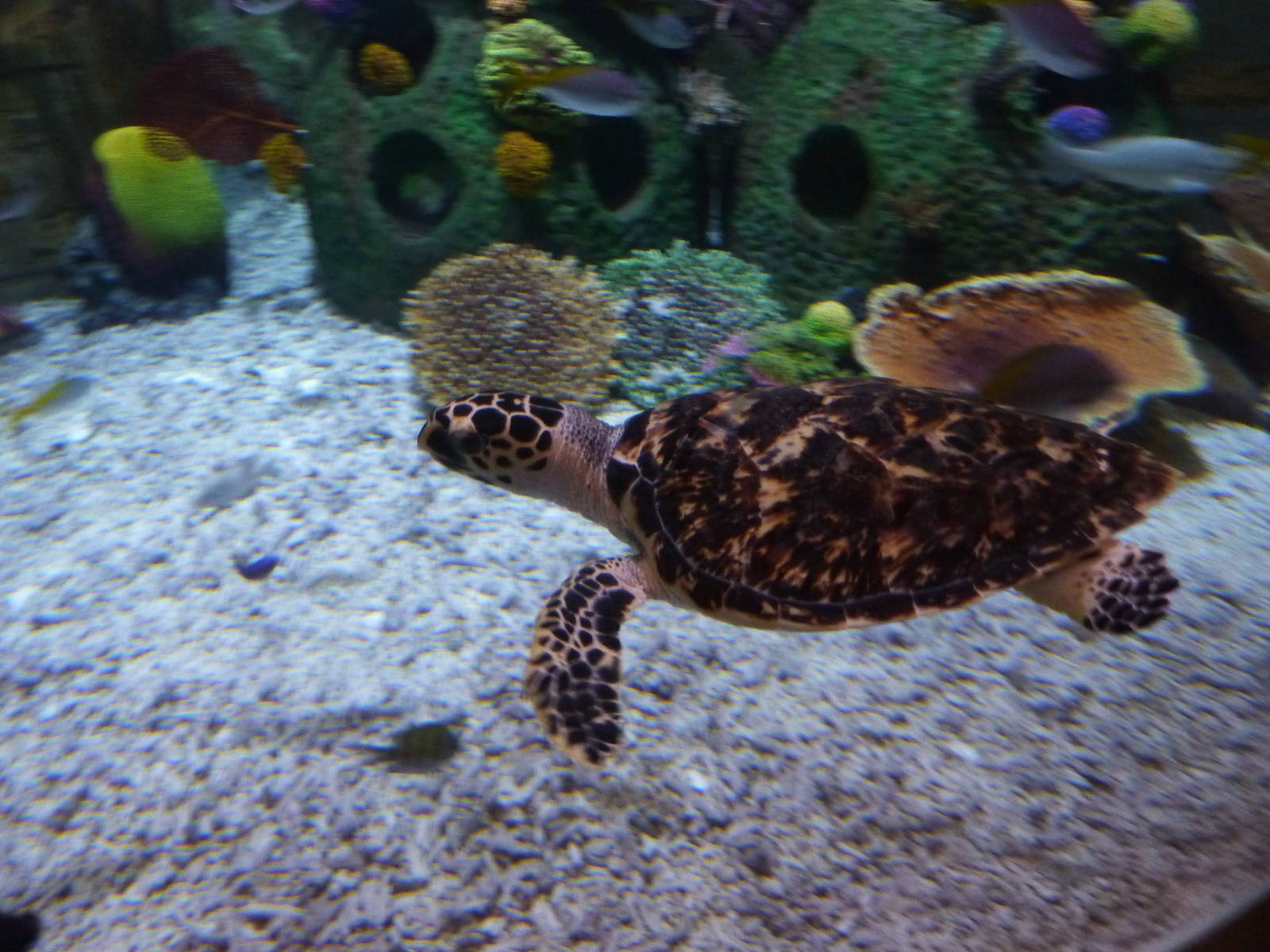 Hawksbill turtle