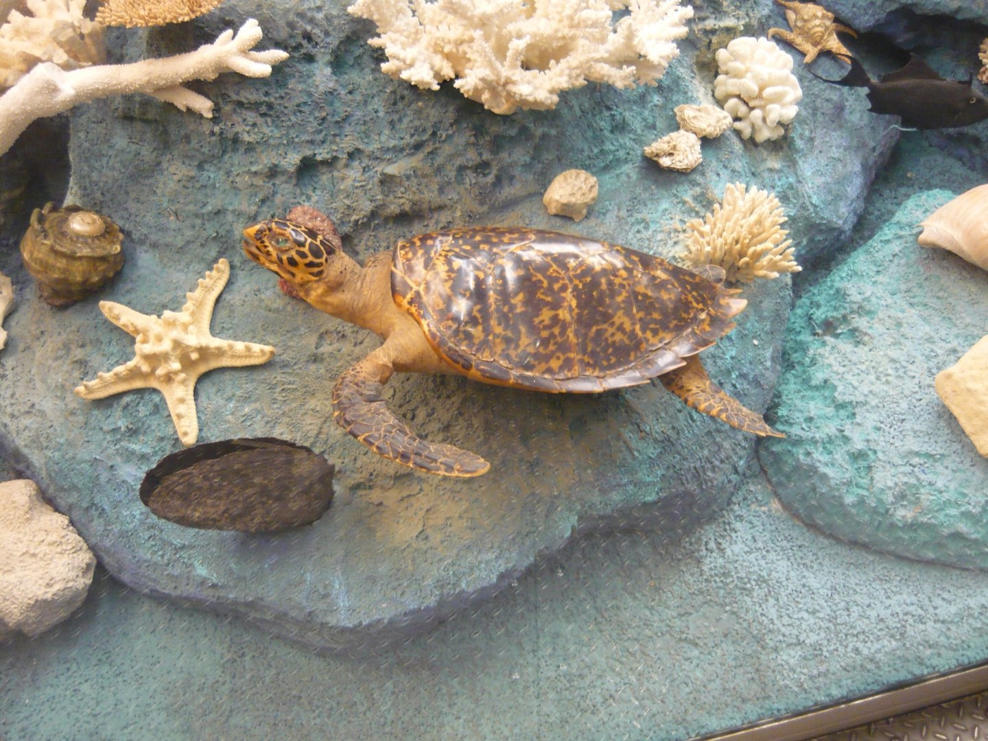 Hawksbill turtle