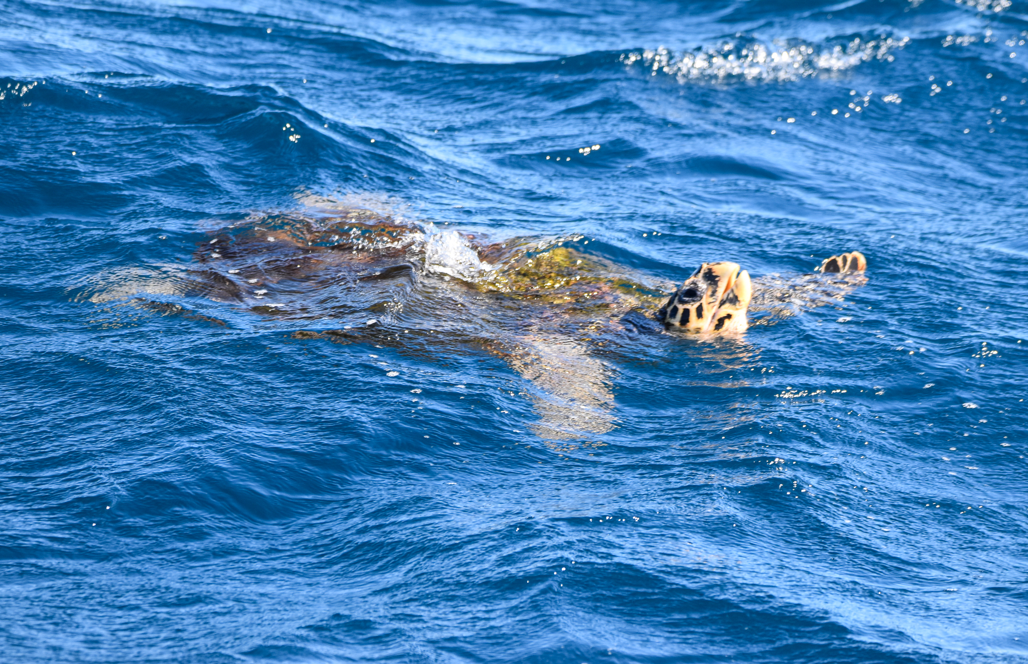 Hawksbill Turtle