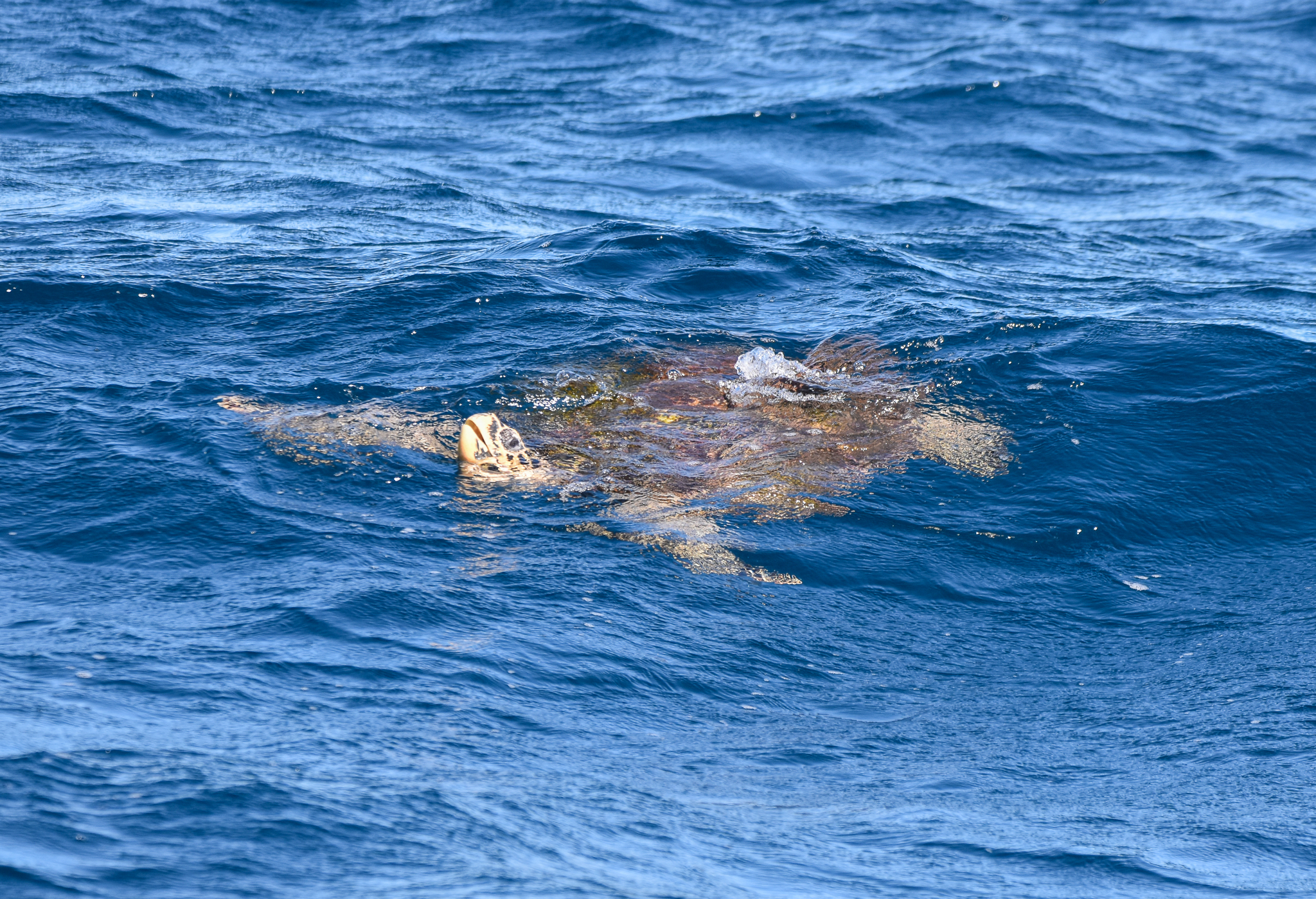 Hawksbill Turtle