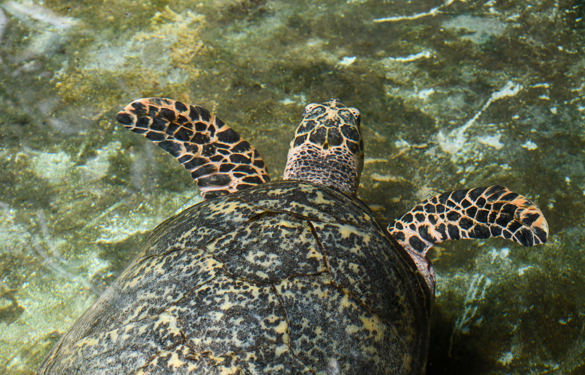 Hawksbill Turtle