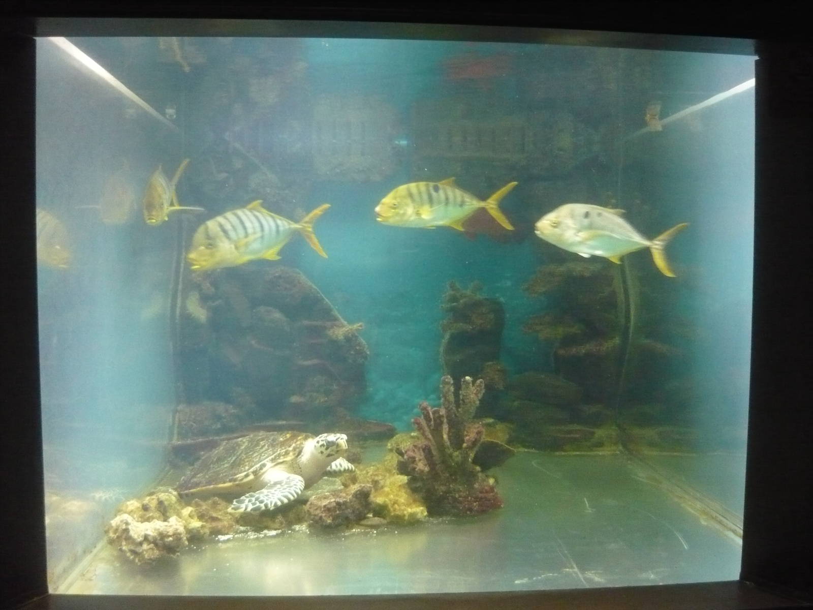 Hawskbill and Trevally exhibit