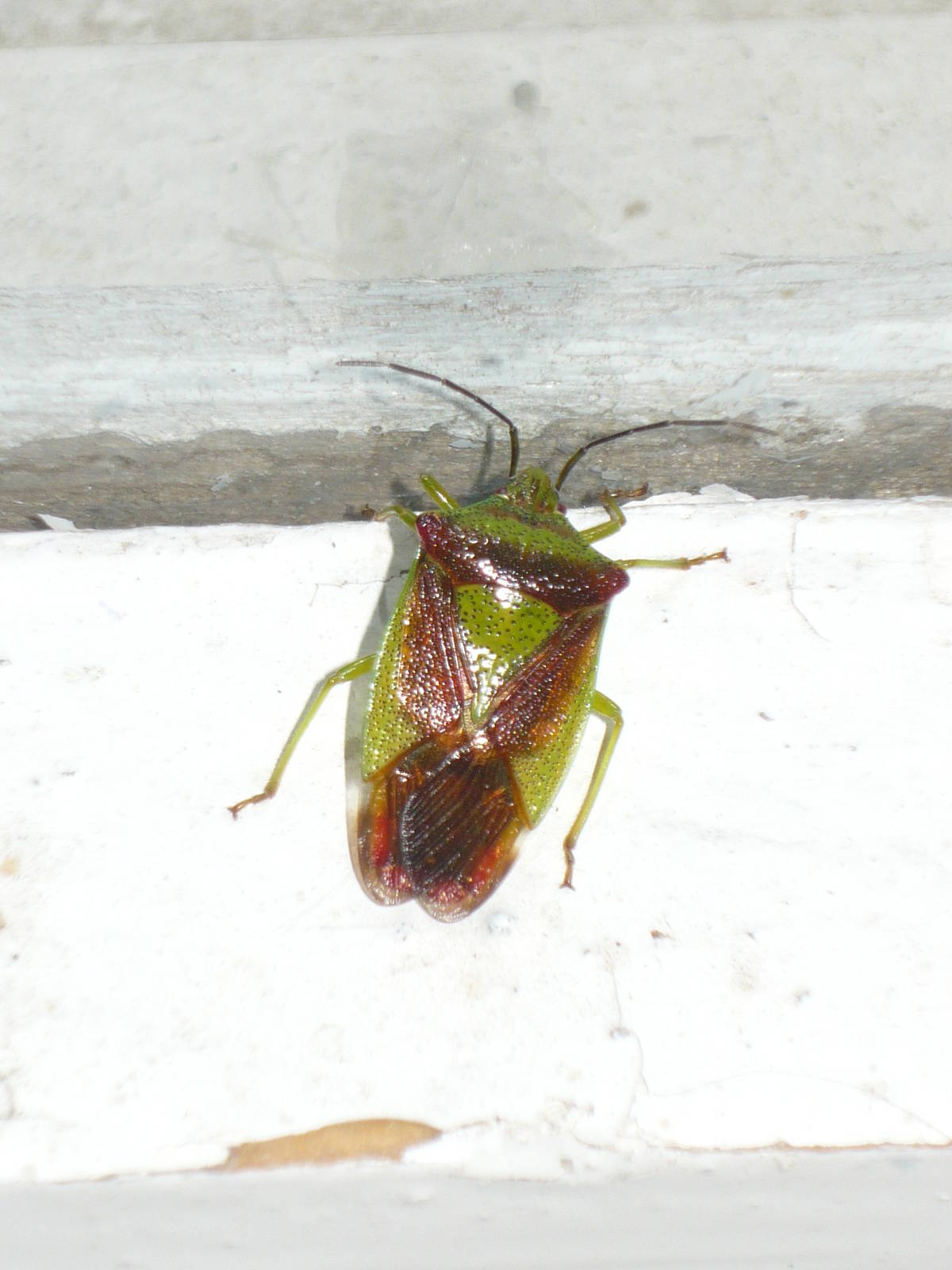 Hawthorn shield bug (Acanthosoma haemorrhoidale)