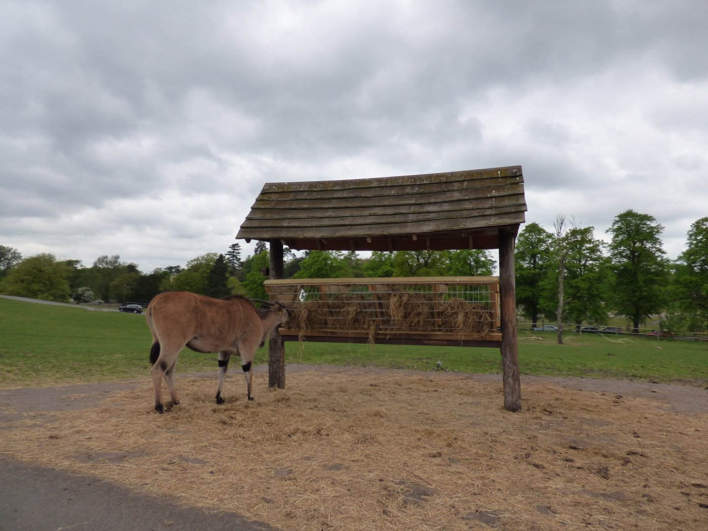 Hay Feeder Station