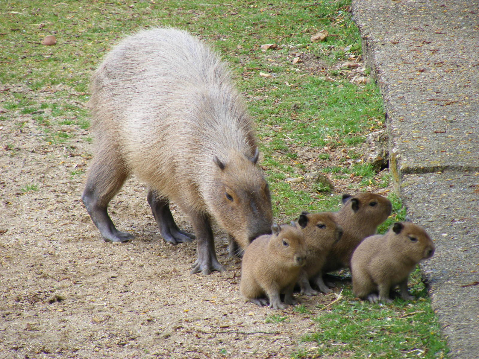 Hayley the Capybara with her young at Marwell Wildlife, 19 April 2009