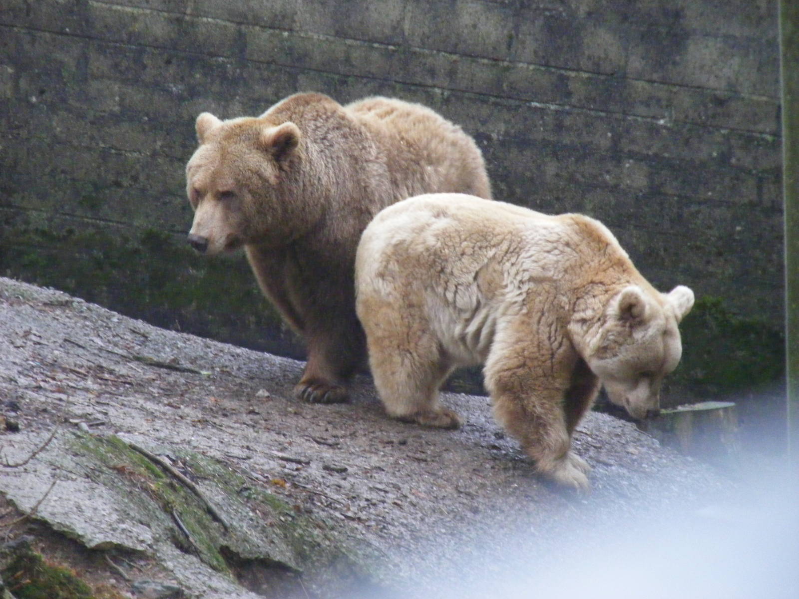 Hayley the European brown bear and Fudge the Syrian bear at Dartmoor Zoo, 3